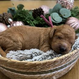 Peppermint Patty (Violet) - Red  female Goldendoodle puppy in Bay City, Texas from Charming Doods
