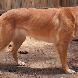 Golden Retrievers from Gemstone Golden Retrievers