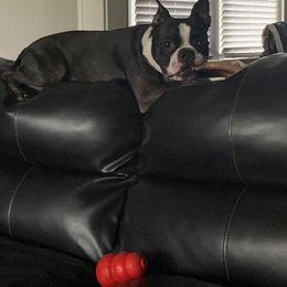 Boston Terrier All Grown Up from H & H Boston Terriers