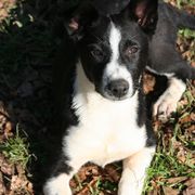 Canaan Dog Puppies from River Rock
