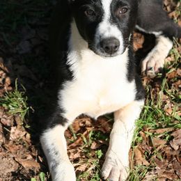 Canaan Dog Puppies from River Rock