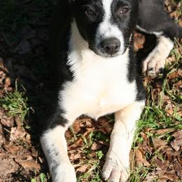Canaan Dog Puppies from River Rock