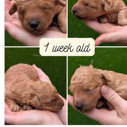 Cookie Dough - Cream female Goldendoodle puppy in Flagstaff, Arizona from Pat's Poodle Pups & Moore
