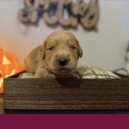 Girl 6 - Golden female Golden Retriever puppy in Belton, South Carolina from McAbee’s Golden Retrievers