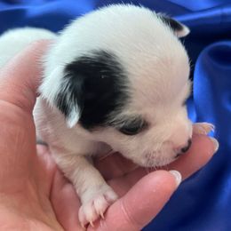 Comet - Black and white male Chihuahua puppy in Framingham, Massachusetts from Boston Chi Chis
