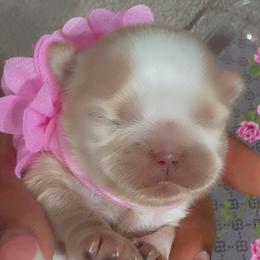Winter - White female Shih Tzu puppy in San Tan Valley, Arizona from Pretty Paws Shih Tzu's