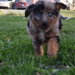 Pink - Red merle Australian Shepherd puppy in Muscatine, Iowa from Horten K-9 Wiggles
