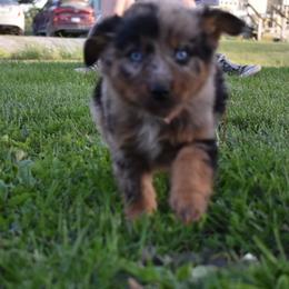 Pink - Red merle Australian Shepherd puppy in Muscatine, Iowa from Horten K-9 Wiggles