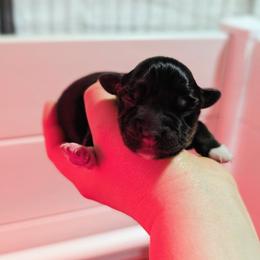 Eclipse - Black tri female Miniature Australian Shepherd puppy in Harrisonville, Missouri from Trailside Mini Aussies