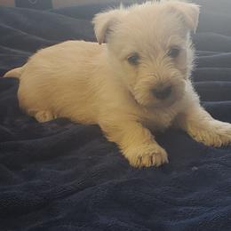 Maggie Mae - Wheaten female Scottish Terrier puppy in Carson City, Nevada from McCulley's Battle Born Scotties