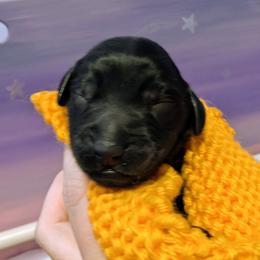 PJ - Black male Flat-Coated Retriever puppy in Newport, Virginia from Maywood Retrievers