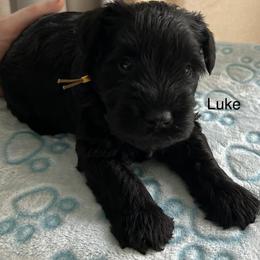 Luke - Black male Miniature Schnauzer puppy in Newburgh, Indiana from Lakehouse Miniature Schnauzers of Southern Indiana