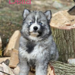 Siberian Husky Puppies from Addison Grove Huskies