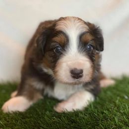 Australian Shepherd Puppies from Sweets' Cattle Co and Australian Shepherds