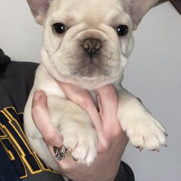 Boxer and French Bulldog Puppies from Galaxy Boxers & French Bulldogs