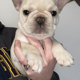 Boxer and French Bulldog Puppies from Galaxy Boxers & French Bulldogs