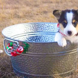 Pembroke Welsh Corgi Puppies from Loves Classic Corgis