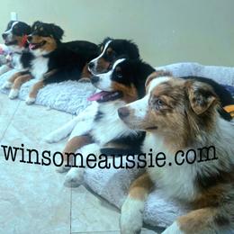 Australian Shepherd puppies from Winsome Aussies