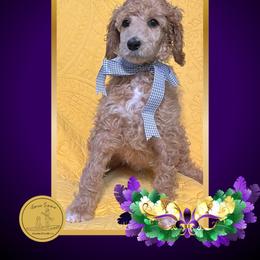 Mr Gray - Apricot male Poodle puppy in Ocean Springs, Mississippi from Forever Summer Standard Poodles