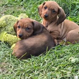 Red wire Girl - Red female Dachshund puppy in Cheney, Washington from Nouvelle Standard Dachshunds