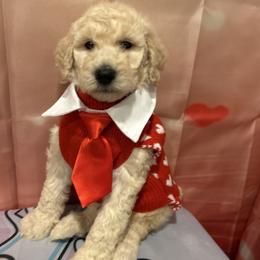 Noel - White male Poodle puppy in Mobile, Alabama from Semmy’s Standard Poodle LLC