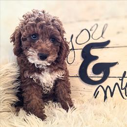Royce - Red male Cavapoo puppy in Gunnison, Utah from Curls and Camo Pups