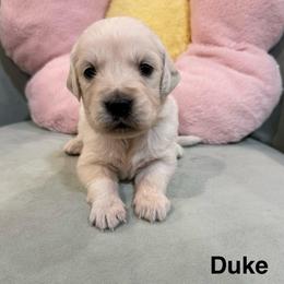 Duke - Light golden male Golden Retriever puppy in Conroe, Texas from Tails of Cypress