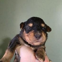 Crow - Black tri-color male Australian Shepherd puppy in London, Kentucky from Kenmont Kennels