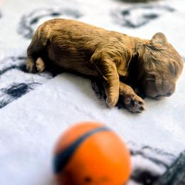 Cosmo - Red  male Goldendoodle puppy in Red Oak, Iowa from Fisher Pups-Stay Golden with a Doodle
