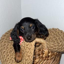 Sadie Lynn - Black and tan female Dachshund puppy in North Fort Myers, Florida from Trust Fund Devil Kennel