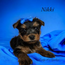 Yorkshire Terrier Puppies from Lady A's Yorkies