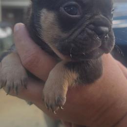 Chocolate and tan male - Liver male French Bulldog puppy in Tuscaloosa, Alabama from J & J classic frenchies