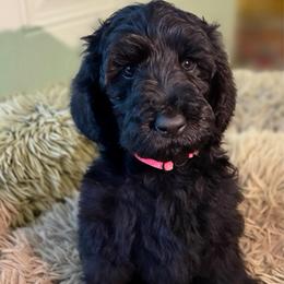 Lucy - Black female Pyredoodle puppy in Willacoochee, Georgia from Kitandkboodle's Doodles
