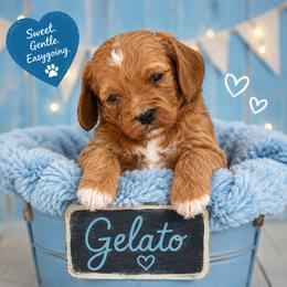 Gelato - Red male Cavapoo puppy in South Jordan, Utah from Diamond Companions