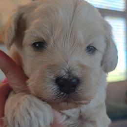 Armani - Cream male Goldendoodle puppy in Red Oak, Iowa from Fisher Pups-Stay Golden with a Doodle