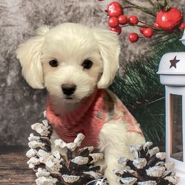 Dachshunds, Dalmatians, Havanese, Maltese, Pomeranians, and Poodles from Destination Dalmatian