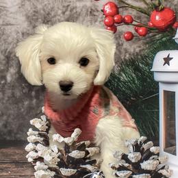 Dachshunds, Dalmatians, Havanese, Maltese, Pomeranians, and Poodles from Destination Dalmatian