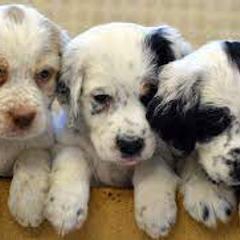 English Setter Puppies from English Setter Farms