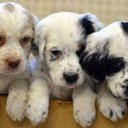 English Setter Puppies from English Setter Farms