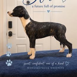 Blu - Black brindle male Whippet puppy in Menifee, California from Wonderstruck