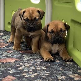 Boerboel Puppies from Silverthorne Boerboels