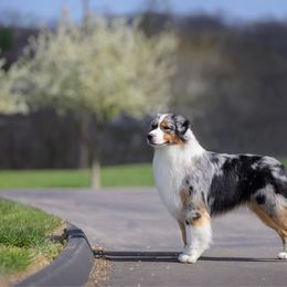 Ritz - Australian Shepherd
