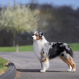 Ritz - Australian Shepherd