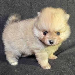 Grady - Cream sable male Pomeranian puppy in Oak Forest, Illinois from Illinois Poms