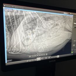 Pug puppies from RD Pugs