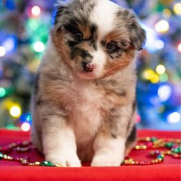 UCi - Blue merle female Miniature American Shepherd puppy in Groesbeck, Texas from Epic Miniature American Shepherds