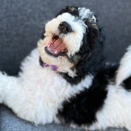 Girl 1 - Padme NOW $1500! - Black and white Bernedoodle puppy in Lake Oswego, Oregon from Orchard Hill Bernedoodles