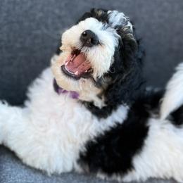 Girl 1 - Padme NOW $1500! - Black and white Bernedoodle puppy in Lake Oswego, Oregon from Orchard Hill Bernedoodles