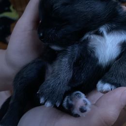 Pomsky Puppies from Urban Sky Kennel
