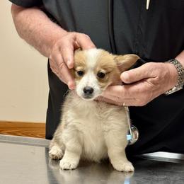 Pembroke Welsh Corgi Puppies from Pembroke Welsh Corgis at Belle Haven